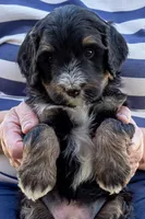 Dr. Pepper, a male Miniature Bernedoodle for sale in Roy, UT – 2 of 4