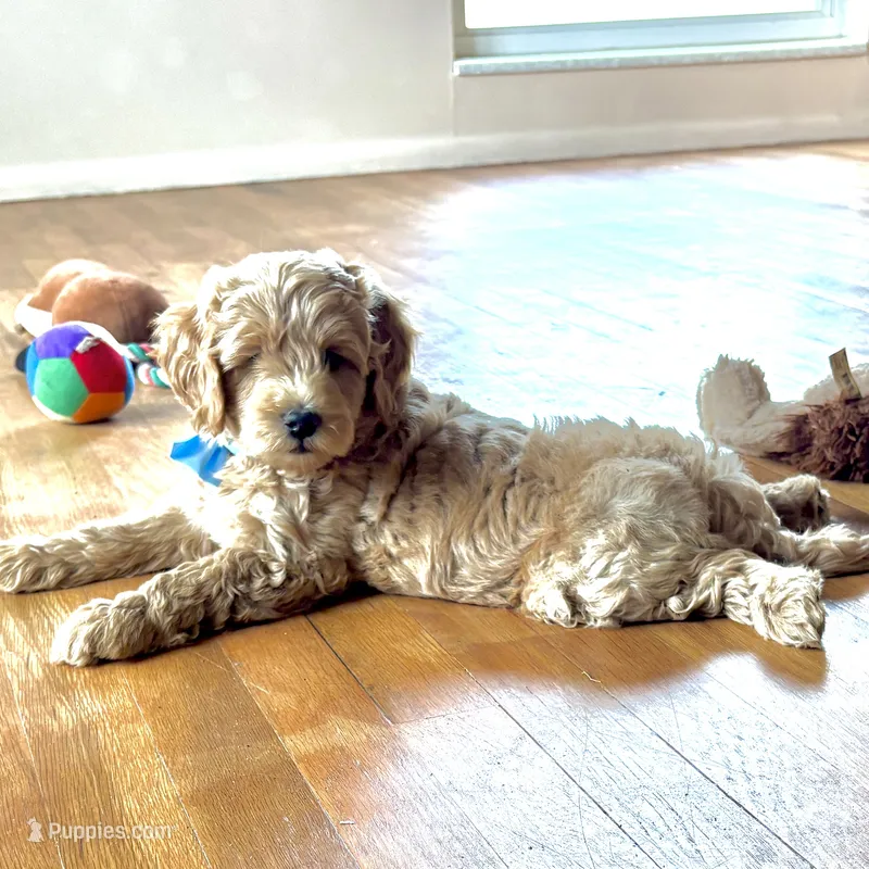 O'Henry – Miniature Goldendoodle puppy for sale in Roy, UT