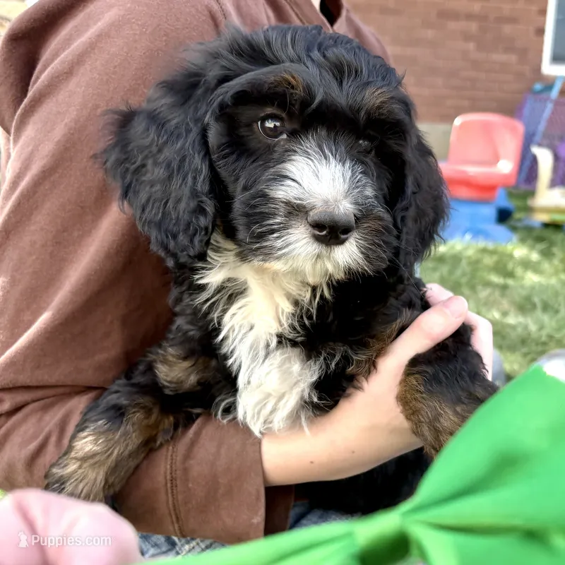Enchilada – Miniature Bernedoodle puppy for sale in Roy, UT