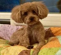 Georgia Bell, a male Miniature Goldendoodle for sale in Roy, UT – 9 of 9