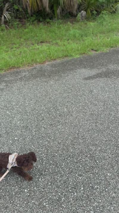 Teddy, a male Poodle - Toy  and Miniature Bernedoodle for sale in North Port, FL – 6 of 6