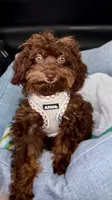 Teddy, a male Poodle - Toy  and Miniature Bernedoodle for sale in North Port, FL – 2 of 6