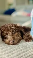 Teddy, a male Poodle - Toy  and Miniature Bernedoodle for sale in North Port, FL – 1 of 6