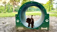 Teddy, a male Poodle - Toy  and Miniature Bernedoodle for sale in North Port, FL – 3 of 6