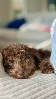 Teddy, a male Poodle - Toy  and Miniature Bernedoodle for sale in North Port, FL – 5 of 6