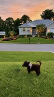 Teddy, a male Poodle - Toy  and Miniature Bernedoodle for sale in North Port, FL – 4 of 6