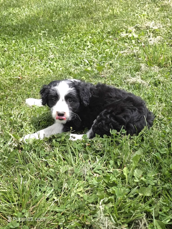 Piper – Miniature Aussiedoodle puppy for sale in Fowlerville, MI