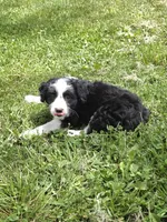 Piper, a female Miniature Aussiedoodle for sale in Fowlerville, MI – 1 of 1