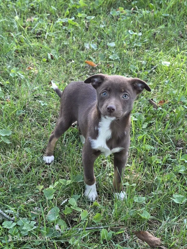 Greta – Chihuahua puppy for sale in Fowlerville, MI