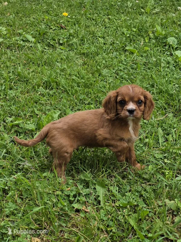 Tiger – Cavalier King Charles Spaniel puppy for sale in Fowlerville, MI