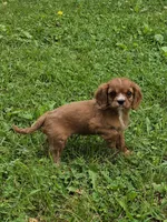 Tiger, a male Cavalier King Charles Spaniel for sale in Fowlerville, MI – 1 of 1