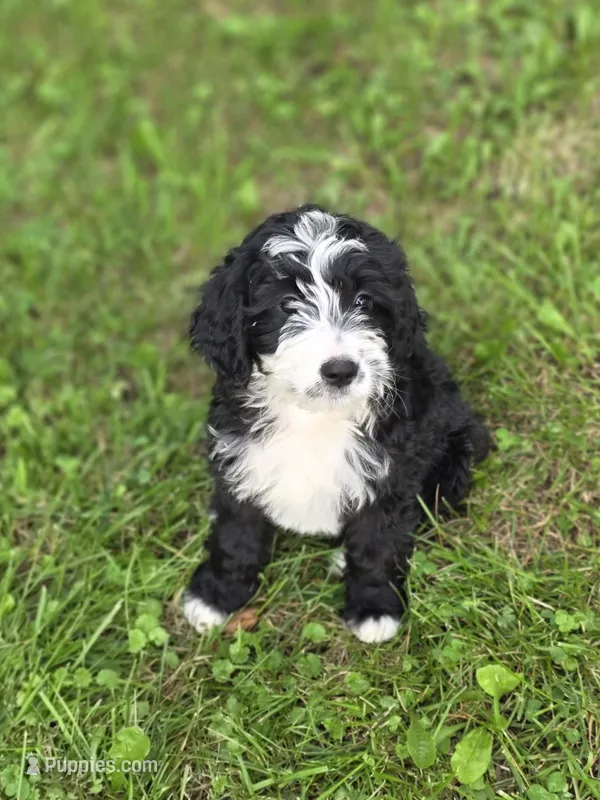 Hillary – Miniature Bernedoodle puppy for sale in Fowlerville, MI