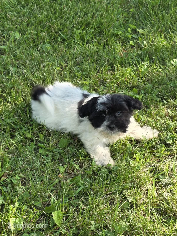 Carl – Shihpoo puppy for sale in Fowlerville, MI