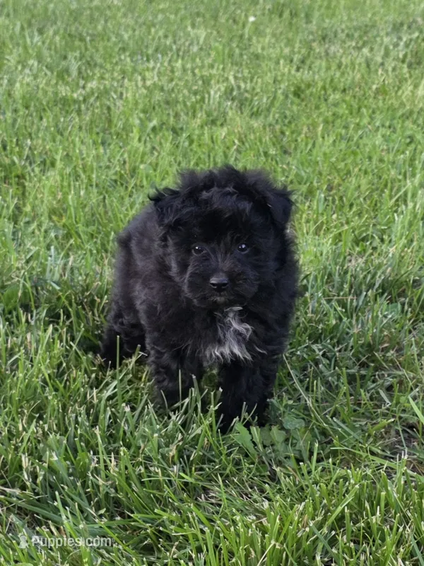Zeek – Pomapoo puppy for sale in Fowlerville, MI