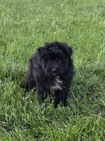 Zeek, a male Pomapoo for sale in Fowlerville, MI – 1 of 1