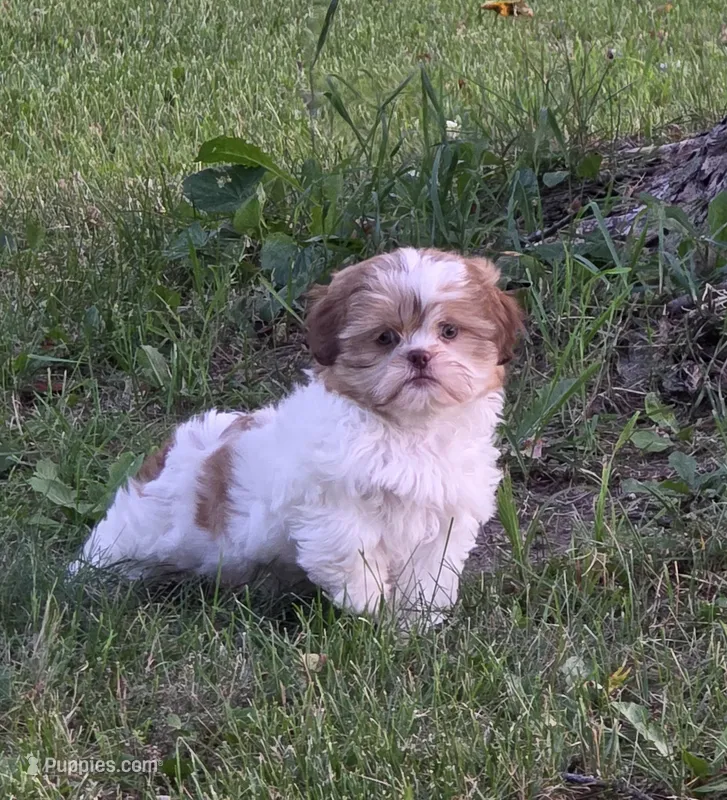 Ember – Shih Tzu puppy for sale in Fowlerville, MI