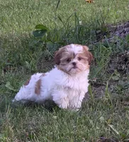 Ember, a female Shih Tzu for sale in Fowlerville, MI – 1 of 1