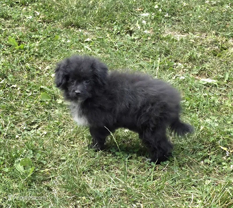Zayla – Pomapoo puppy for sale in Fowlerville, MI