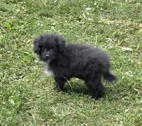 Zayla, a female Pomapoo for sale in Fowlerville, MI – 1 of 2