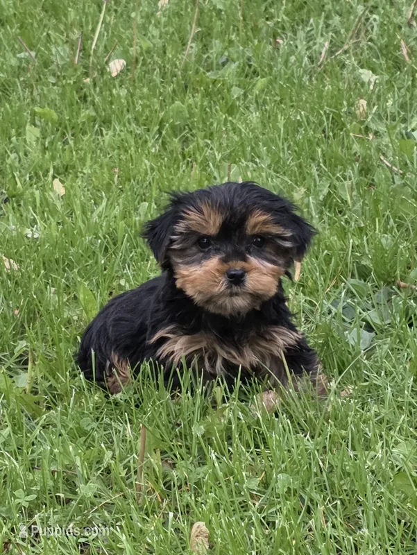 Polly – Yorkshire Terrier puppy for sale in Fowlerville, MI