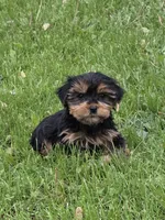Polly, a female Yorkshire Terrier for sale in Fowlerville, MI – 1 of 1