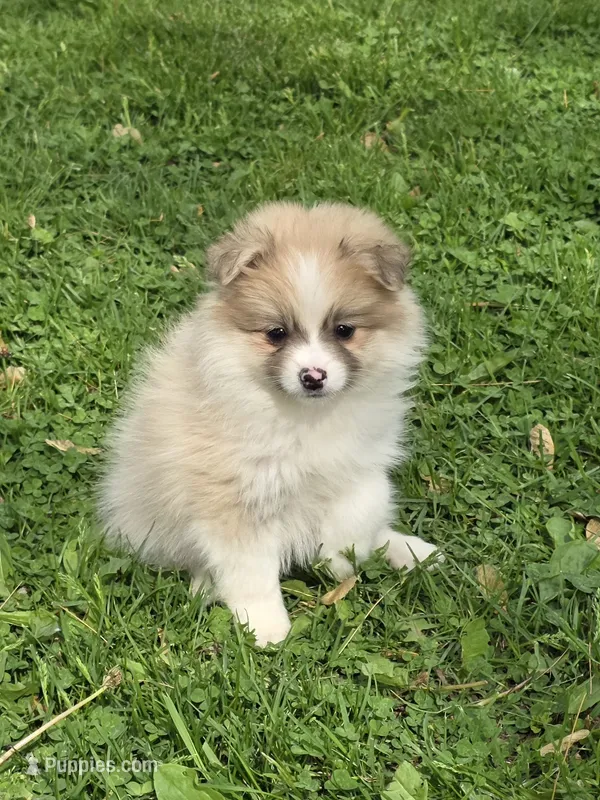 Ruthie – Pomeranian puppy for sale in Fowlerville, MI