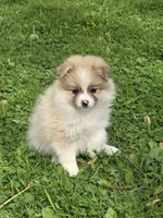 Ruthie, a female Pomeranian for sale in Fowlerville, MI – 1 of 1