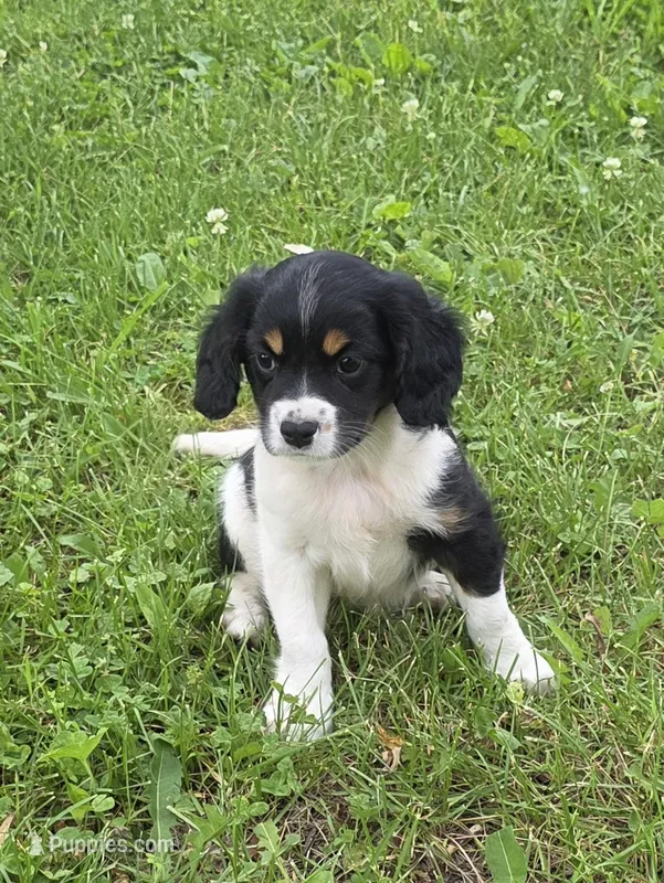 Vince – Cavalier King Charles Spaniel, Miniature Aussiedoodle puppy for sale in Fowlerville, MI