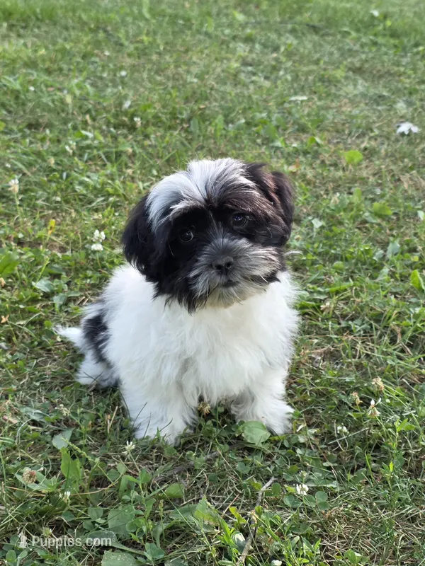 Cupcake – Shihpoo puppy for sale in Fowlerville, MI