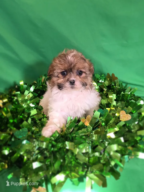 Evelyn – Shihpoo puppy for sale in Fowlerville, MI