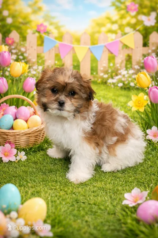 Evelyn – Shihpoo puppy for sale in Fowlerville, MI