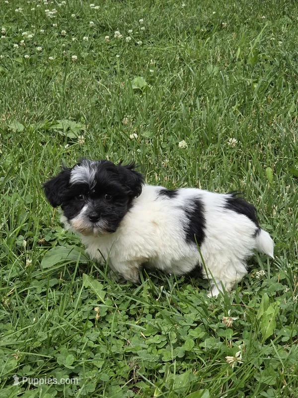 Carl – Shihpoo puppy for sale in Fowlerville, MI