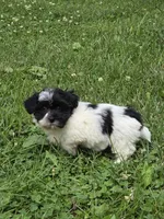Carl, a male Shihpoo for sale in Fowlerville, MI – 1 of 1