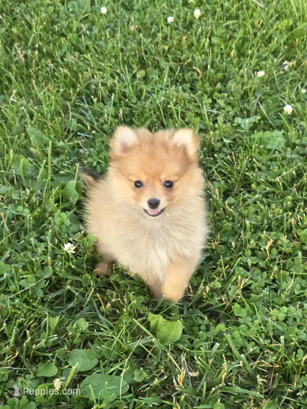 Diva – Pomeranian puppy for sale in Fowlerville, MI