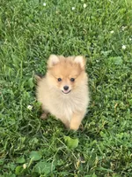 Diva, a female Pomeranian for sale in Fowlerville, MI – 1 of 1