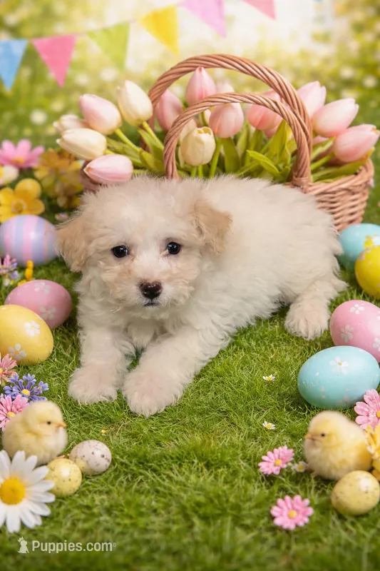 Hazel – Bichpoo puppy for sale in Fowlerville, MI