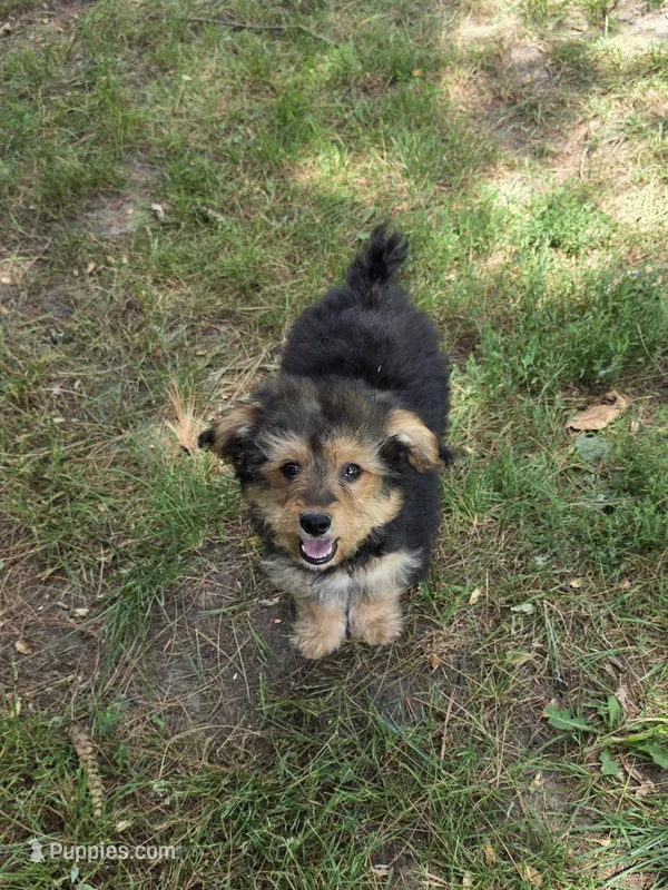 Benji – Pomapoo, Yorkshire Terrier puppy for sale in Fowlerville, MI