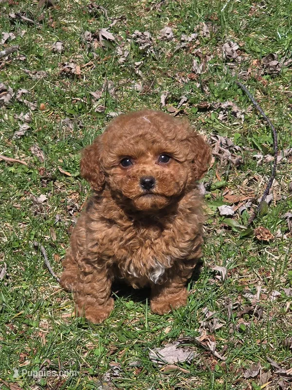 Joey – Poodle - Toy  puppy for sale in Fowlerville, MI