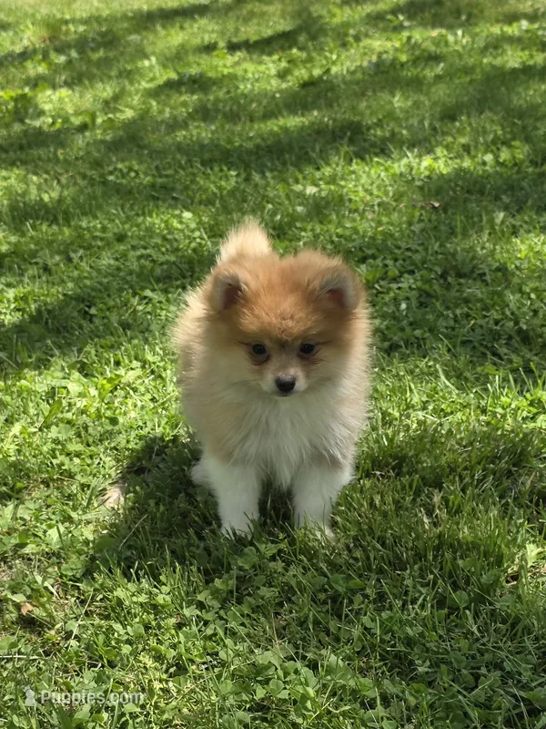 Raymond – Pomeranian puppy for sale in Fowlerville, MI