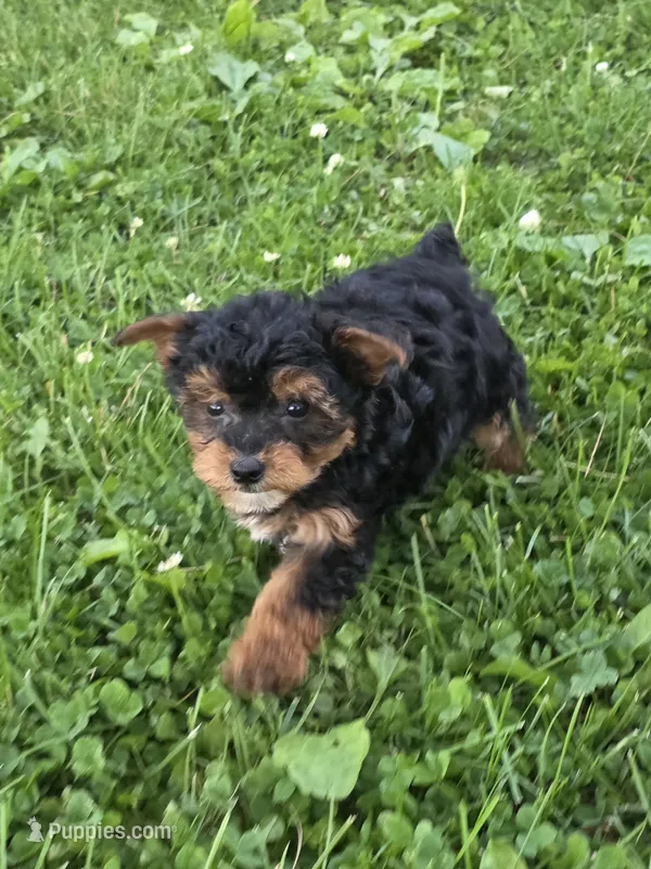 Brooks – Pomapoo, Yorkshire Terrier puppy for sale in Fowlerville, MI