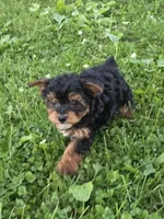 Brooks, a male Pomapoo and Yorkshire Terrier for sale in Fowlerville, MI – 1 of 1