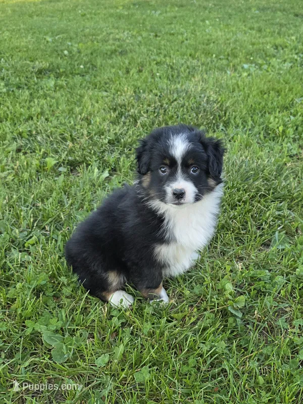 Webster – Miniature Australian Shepherd puppy for sale in Fowlerville, MI