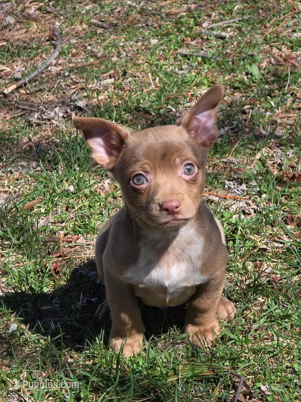 Igor – Chihuahua puppy for sale in Fowlerville, MI