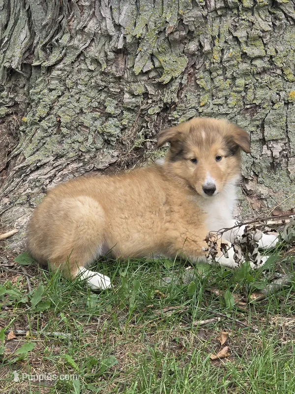 York – Collie puppy for sale in Fowlerville, MI