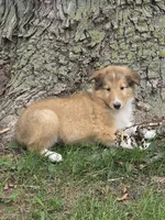 York, a male Collie for sale in Fowlerville, MI – 1 of 1