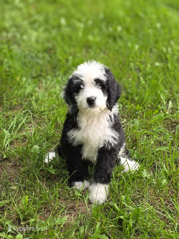 Hannah – Miniature Bernedoodle puppy for sale in Fowlerville, MI