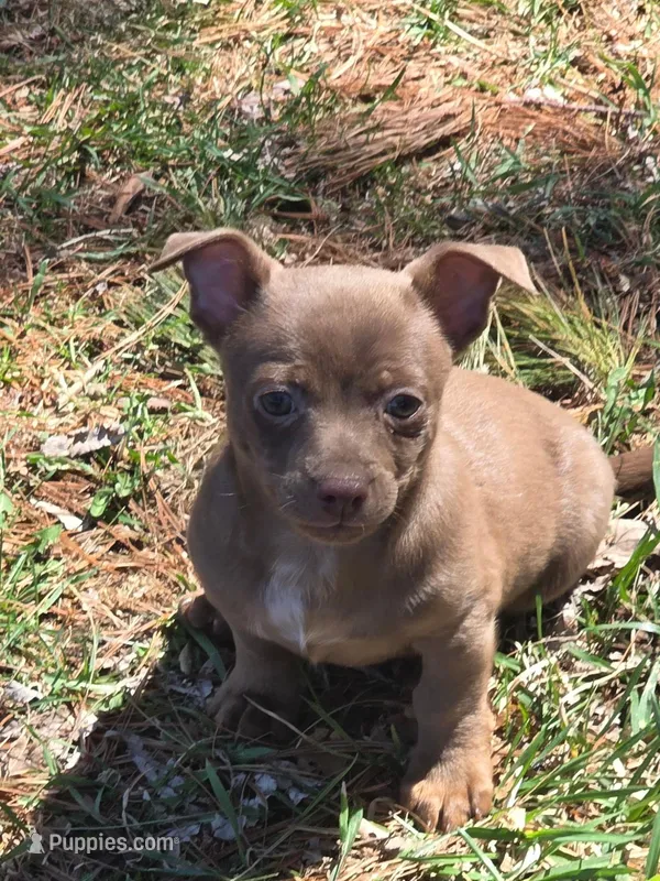 Ivan – Chihuahua puppy for sale in Fowlerville, MI