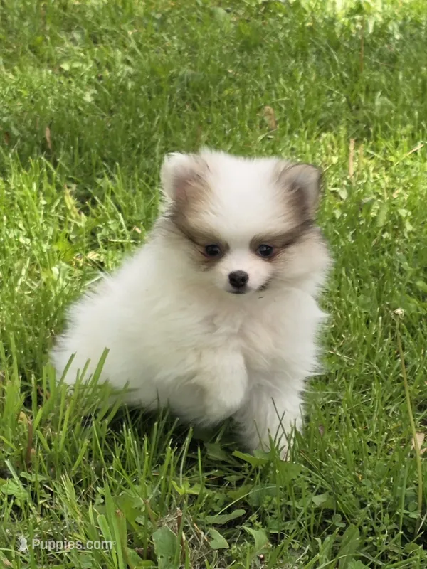 Rascal – Pomeranian puppy for sale in Fowlerville, MI
