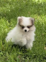 Rascal, a male Pomeranian for sale in Fowlerville, MI – 1 of 1