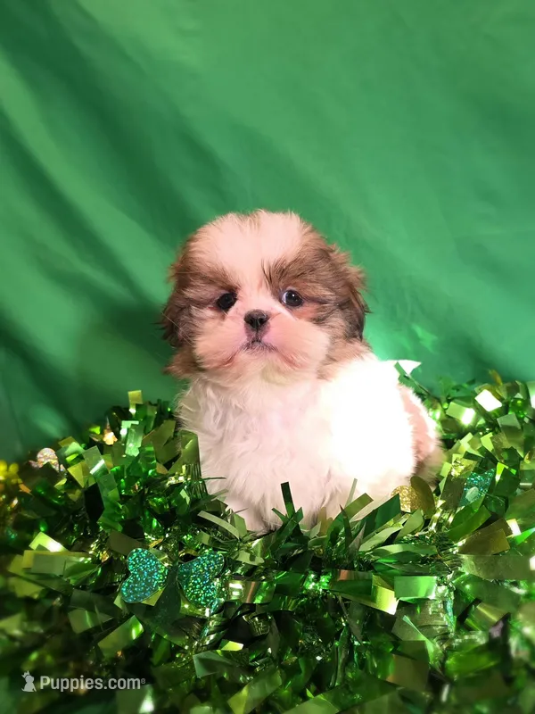 Frankie – Shih Tzu puppy for sale in Fowlerville, MI